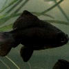 Image of Black Moor Goldfish Types