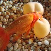 Bubble Eye Goldfish Image