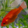 Common Goldfish Image