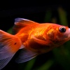 Fantail Goldfish Image