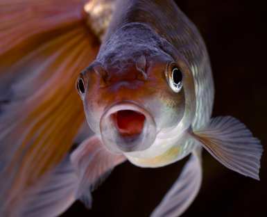 Feeding goldfish: hungry goldfish looking for goldfish food