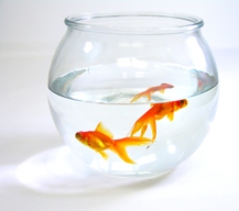 Goldfish Bowl Image