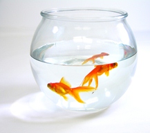 Your First Goldfish Tank Which Is The Better Option