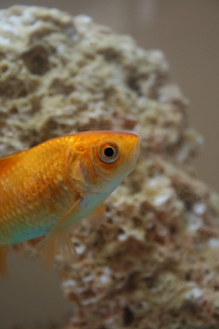 Pet Goldfish Disadvantages Image