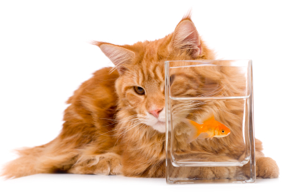 Maine coon cat and goldfish food nutrition