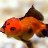 Oranda Goldfish Image