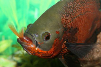 Goldfish with shop tropical fish