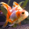 Ryukin Goldfish Image