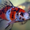 Shubunkin Goldfish Image