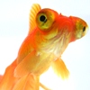 Telescope Goldfish Image