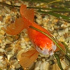 Veiltail Goldfish Image