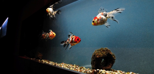 Wide Goldfish Tank Image