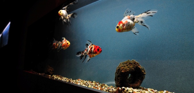 Fancy Goldfish” Aquarium Set-up  Goldfish aquarium, Goldfish tank