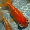 Celestial Goldfish Image