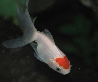 Goldfish free from goldfish diseases