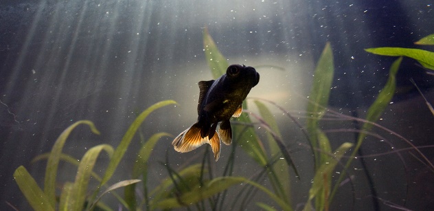 Healthy water conditions prevent goldfish ailments