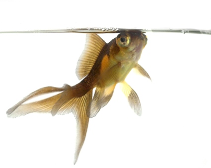 Poor water quality causes goldfish ailments