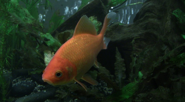 White spots on my fishes' tails  Freshwater Fish Disease and Health Forum