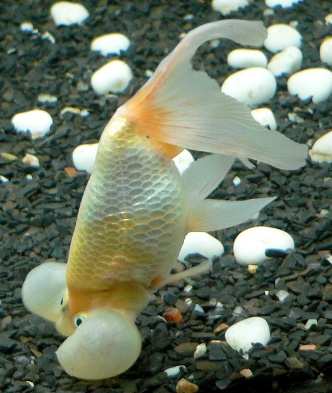 Fight common goldfish diseases