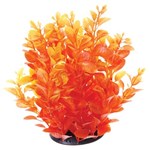 Orange Cardamine: Orange Aquatic Plant