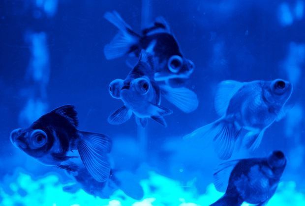 Aquarium Water Testing Made Easy: 9 Handy Water Parameters