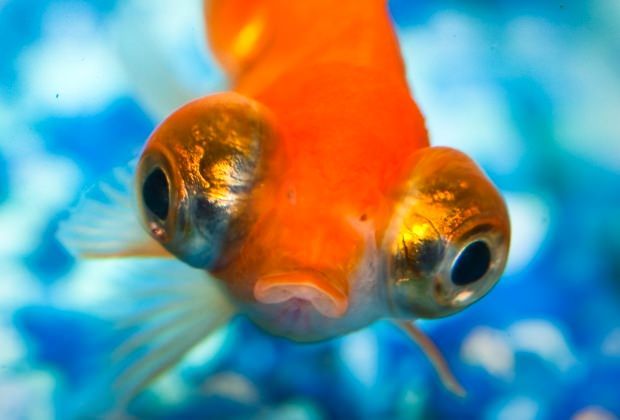 Buying the Best Aquarium Water Conditioner for Your GoldfishComplete
Goldfish Care