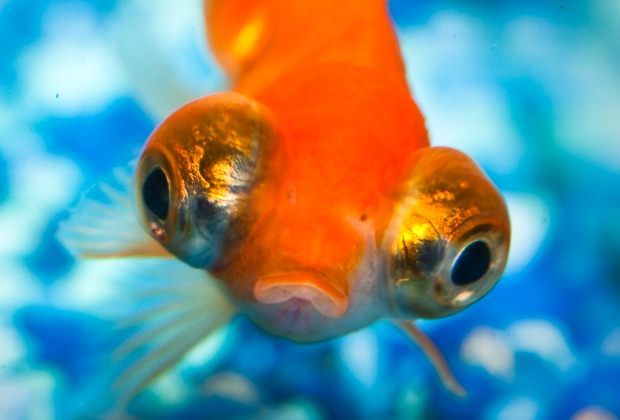 Buying the Best Aquarium Water Conditioner for Your GoldfishComplete Goldfish Care