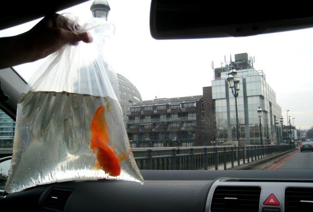 Image of Buying Goldfish