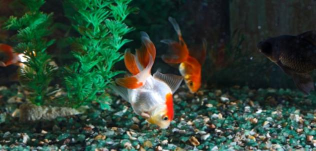 Healthy goldfish with proper goldfish care