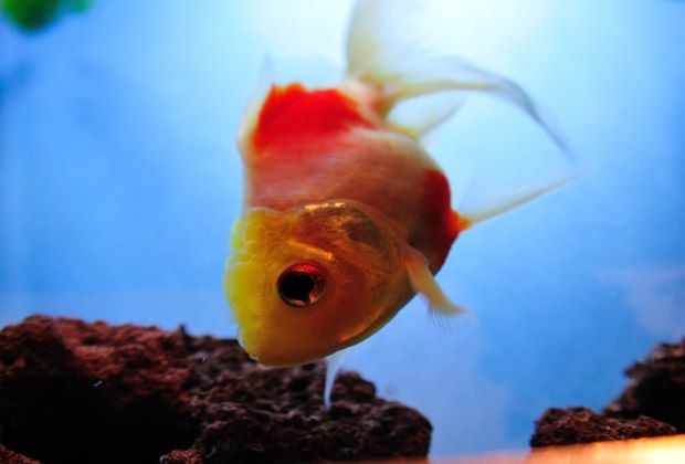 goldfish sitting at bottom of tank