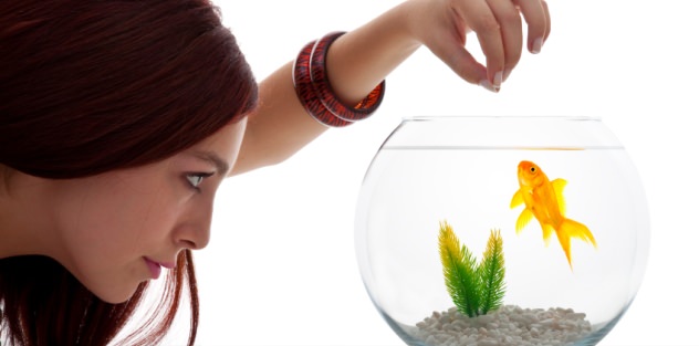 Feeding Goldfish: The Ultimate Goldfish Food Guide