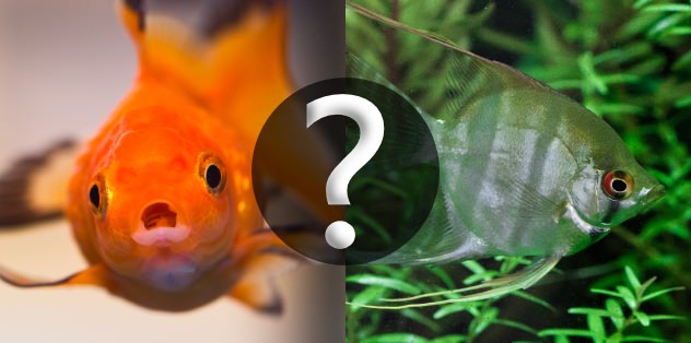 Goldfish and tropical fish compatibility