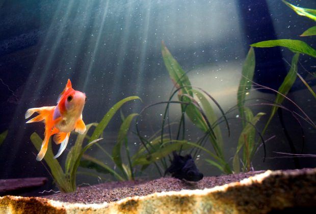 Common goldfish aquarium hotsell