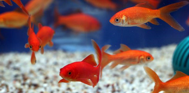 Feeder goldfish outlet care