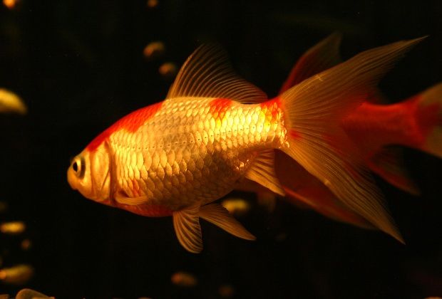 Prevent goldfish ailments