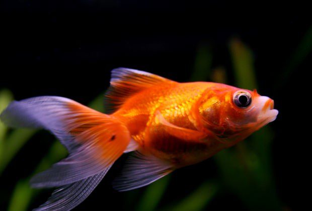 Treat common goldfish diseases