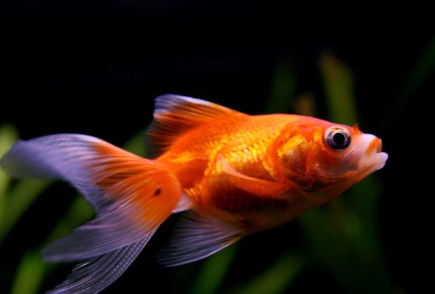 goldfish fin rot treatment salt