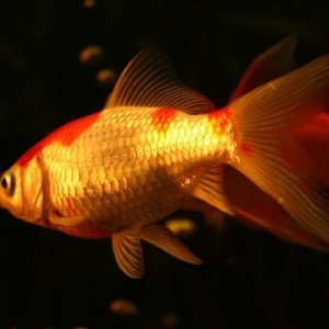 Picture of 7 Common Goldfish Diseases: Are Your Goldfish Sick?